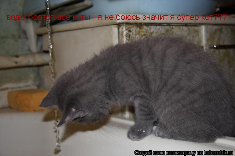 воды боятся все коты ! я не боюсь значит я супер кот???... Котоматрица: воды боятся все коты ! я не боюсь значит я супер кот???