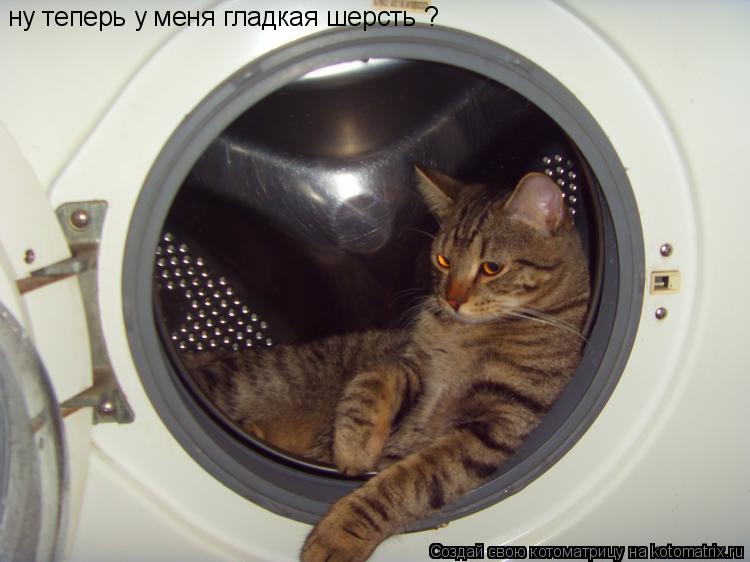 ну теперь у меня гладкая шерсть ?... Котоматрица: ну теперь у меня гладкая шерсть ?
