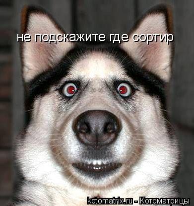 не подскажите где сортир... Котоматрица: не подскажите где сортир