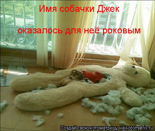 Котоматрица: Имя собачки Джек  оказалось для неё роковым