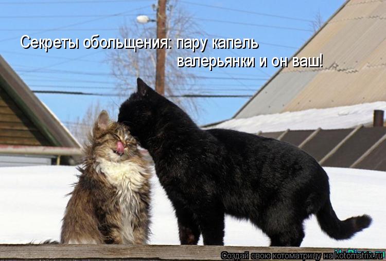 Секреты обольщения: пару капель валерьянки и он ваш!... Котоматрица: Секреты обольщения: пару капель валерьянки и он ваш!