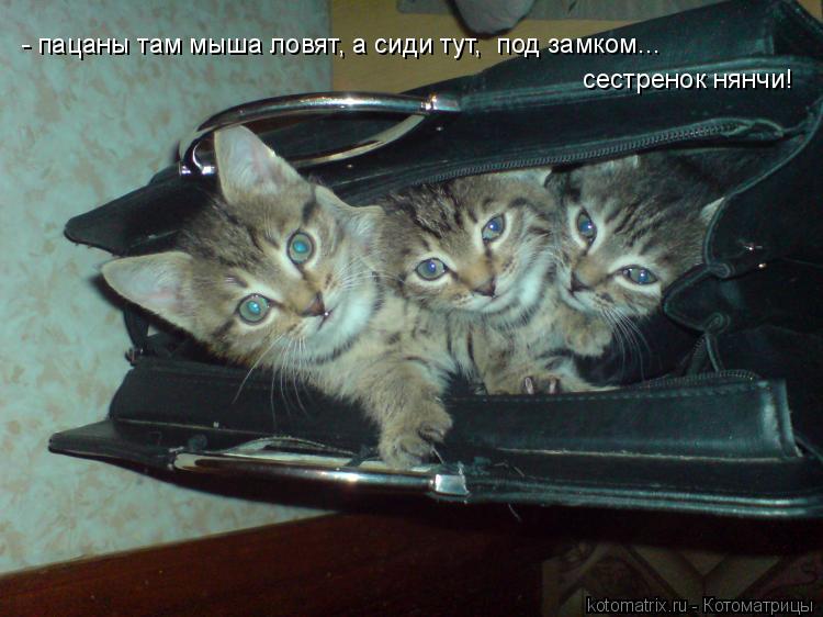 Котоматрица: сестренок нянчи! - пацаны там мыша ловят, а сиди тут,  под замком...