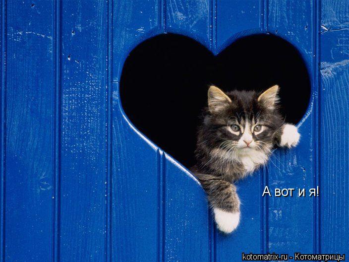 Котоматрица: А вот и я!