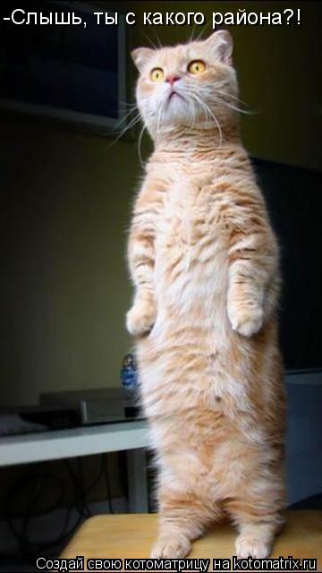 Котоматрица: -Слышь, ты с какого района?!