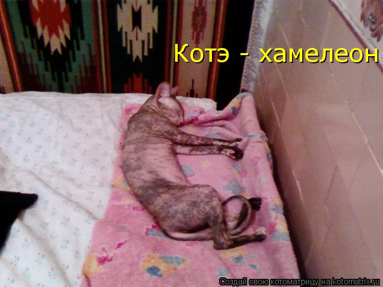 Котэ - хамелеон... Котоматрица: Котэ - хамелеон