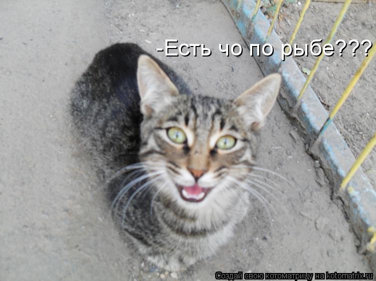 -Есть чо по рыбе???... Котоматрица: -Есть чо по рыбе???