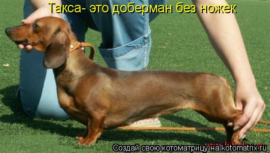 Такса- это доберман без ножек... Котоматрица: Такса- это доберман без ножек