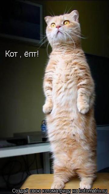 КотЄ, ёпт!... Котоматрица: КотЄ, ёпт!