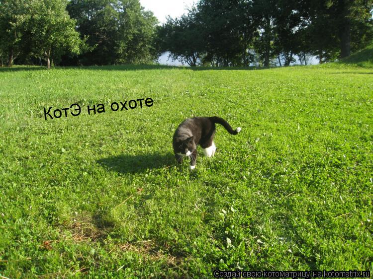 КотЭ на охоте... Котоматрица: КотЭ на охоте
