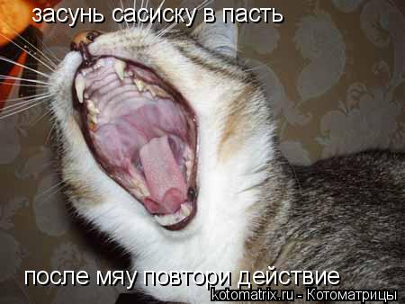 Котоматрица: засунь сасиску в пасть  после мяу повтори действие
