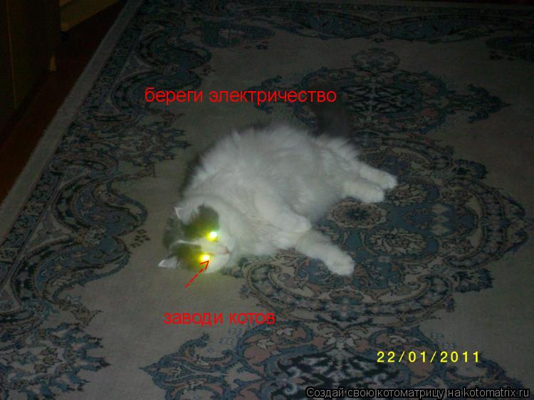 Котоматрица: береги электричество заводи котов ---->