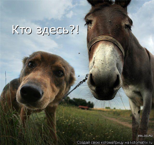 Котоматрица: Кто здесь?!