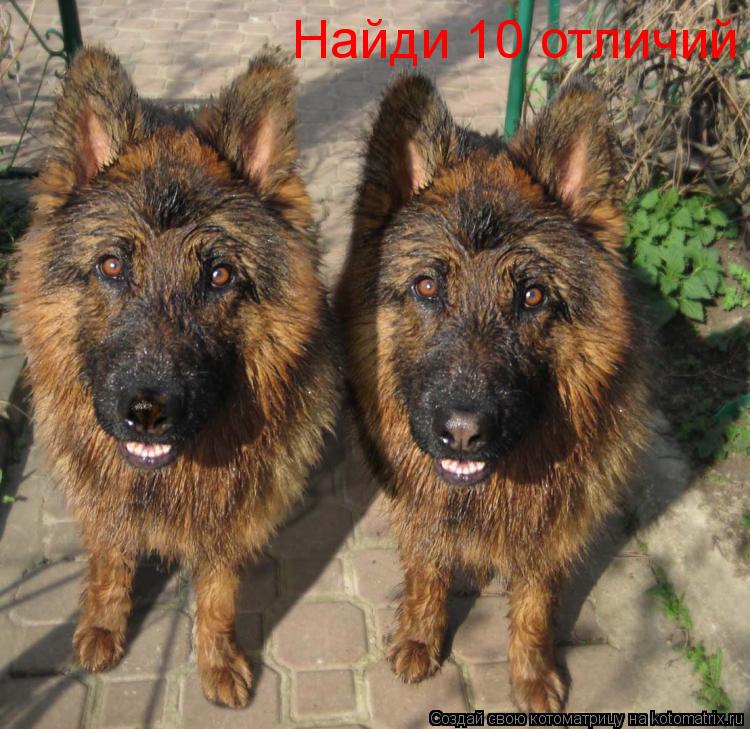 Котоматрица: Найди 10 отличий