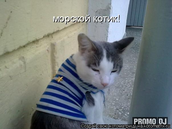 Котоматрица: морской котик!