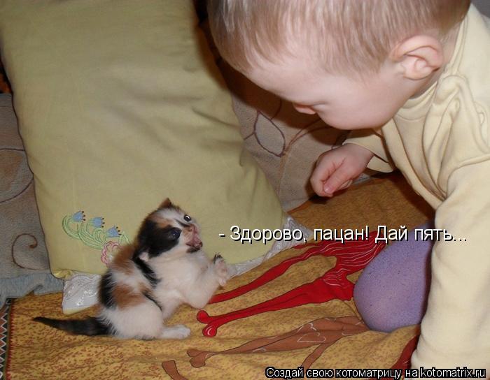 Котоматрица: - Здорово, пацан! Дай пять...
