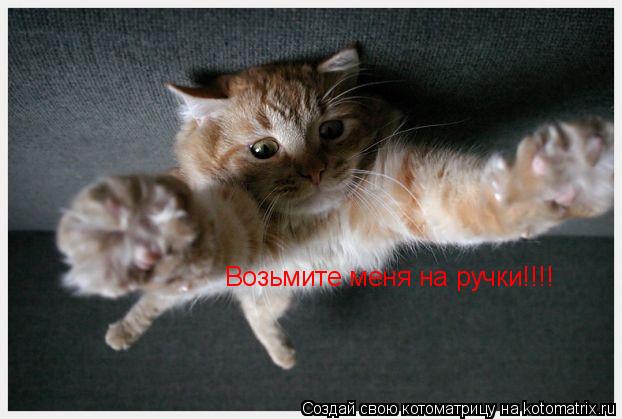 Котоматрица: Возьмите меня на ручки!!!!