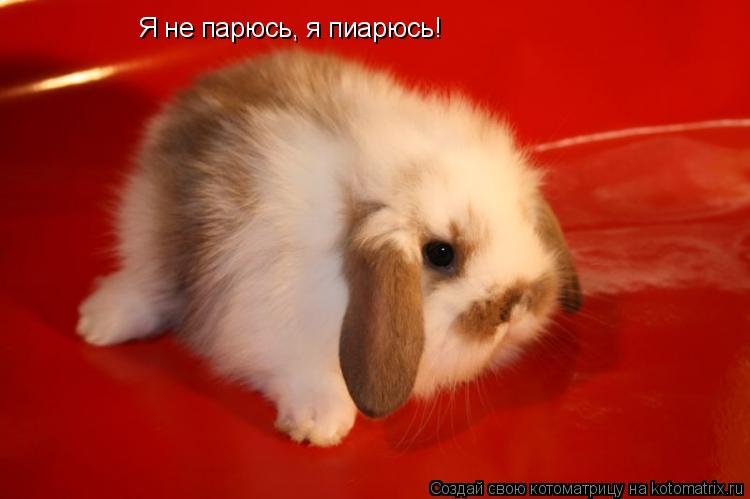Я не парюсь, я пиарюсь!... Котоматрица: Я не парюсь, я пиарюсь!