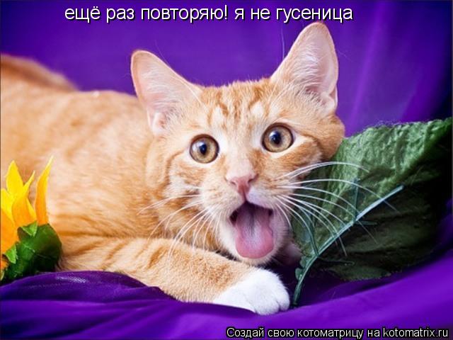 ещё раз повторяю! я не гусеница... Котоматрица: ещё раз повторяю! я не гусеница