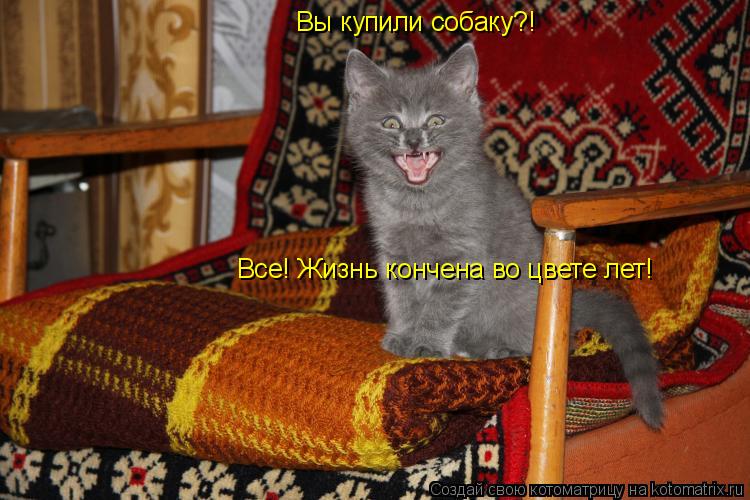 Вы купили собаку?! Все! Жизнь кончена во цвете лет!... Котоматрица: Вы купили собаку?! Все! Жизнь кончена во цвете лет!