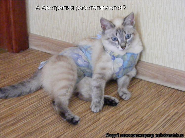 А Австралия расстёгивается?... Котоматрица: А Австралия расстёгивается?
