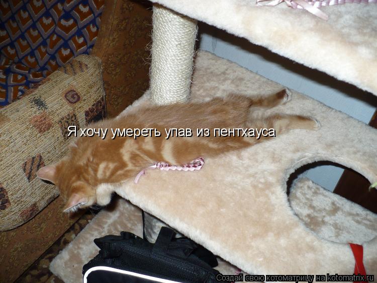 Я хочу умереть упав из пентхауса... Котоматрица: Я хочу умереть упав из пентхауса