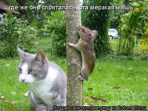 где же она спряталась, эта мерзкая мышь ...... Котоматрица: где же она спряталась, эта мерзкая мышь ...