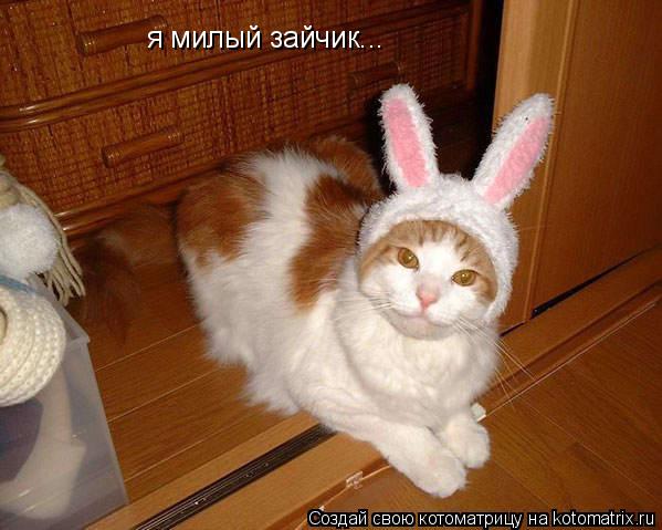 я милый зайчик...... Котоматрица: я милый зайчик...