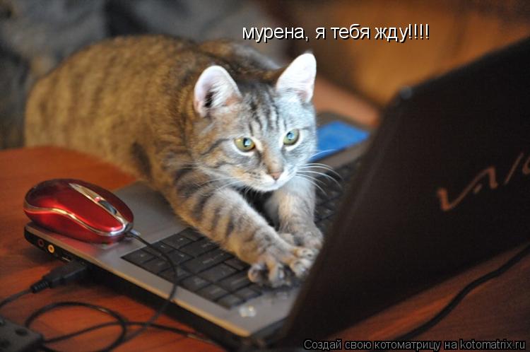 мурена, я тебя жду!!!!... Котоматрица: мурена, я тебя жду!!!!