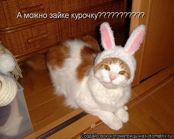 А можно зайке курочку???????????... Котоматрица: А можно зайке курочку???????????