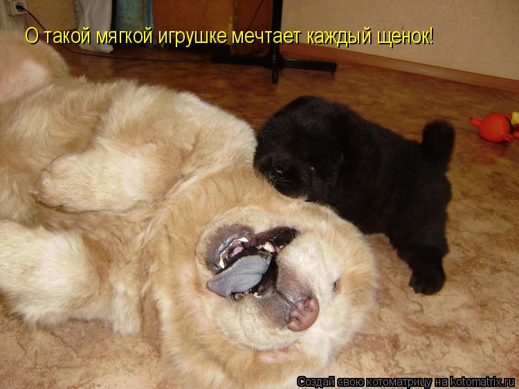 О такой мягкой игрушке мечтает каждый щенок!... Котоматрица: О такой мягкой игрушке мечтает каждый щенок!
