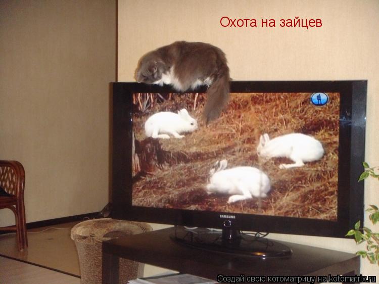 Охота на зайцев... Котоматрица: Охота на зайцев
