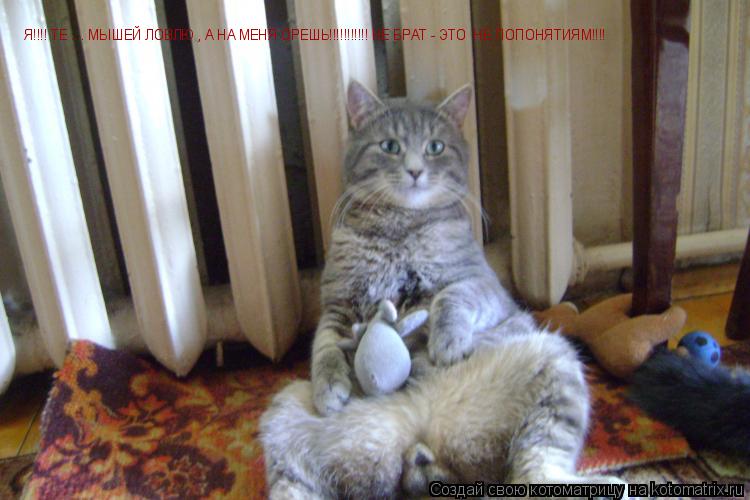 Я!!!! ТЕ .... МЫШЕЙ ЛОВЛЮ , А НА МЕНЯ ОРЕШЬ!!!!!!!!!!! НЕ БРАТ - ЭТО НЕ ПОПОНЯТИЯМ!!!!... Котоматрица: Я!!!! ТЕ .... МЫШЕЙ ЛОВЛЮ , А НА МЕНЯ ОРЕШЬ!!!!!!!!!!! НЕ БРАТ - ЭТО НЕ ПОПОНЯТИЯМ!!!!