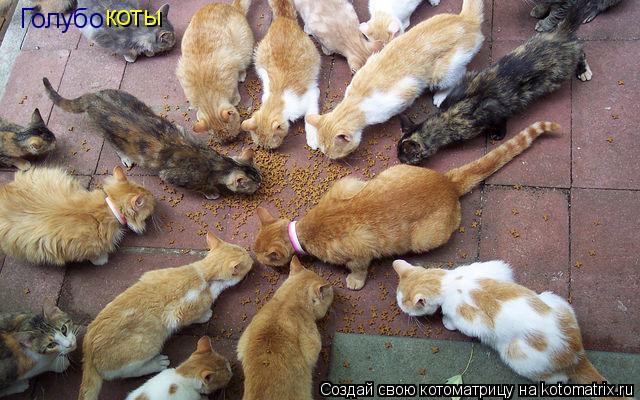 Голубо коты... Котоматрица: Голубо коты