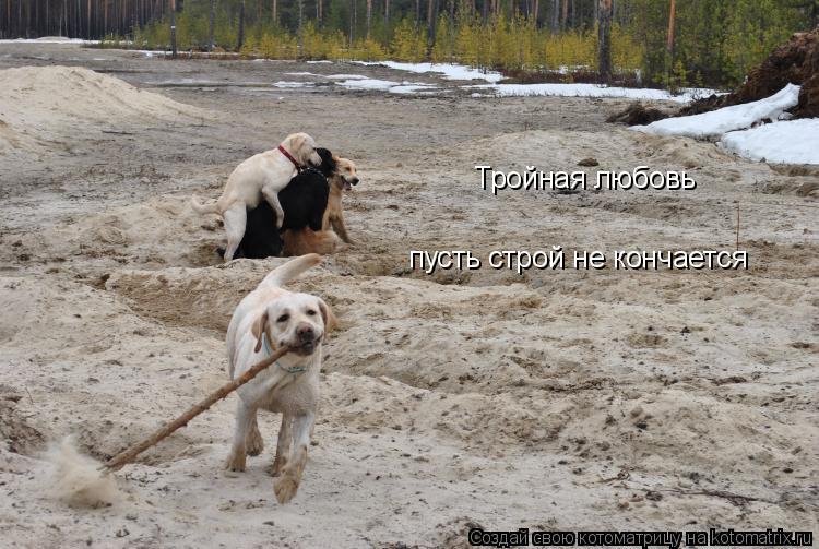 пусть строй не кончается Тройная любовь... Котоматрица: пусть строй не кончается Тройная любовь