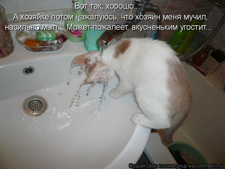 Вот так, хорошо... А хозяйке потом нажалуюсь, что хозяин меня мучил, насильно мыл... Может пожалеет, ... Котоматрица: Вот так, хорошо... А хозяйке потом нажалуюсь, что хозяин меня мучил, насильно мыл... Может пожалеет, вкусненьким угостит...