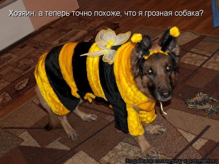 Хозяин, а теперь точно похоже, что я грозная собака?... Котоматрица: Хозяин, а теперь точно похоже, что я грозная собака?