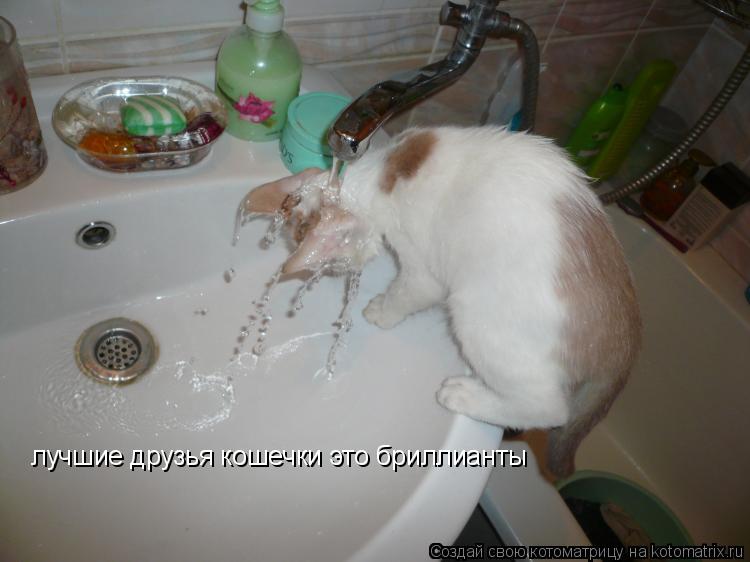 лучшие друзья кошечки это бриллианты... Котоматрица: лучшие друзья кошечки это бриллианты