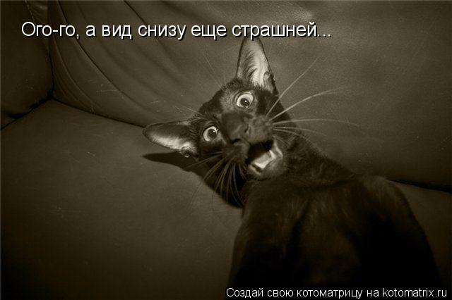 Ого-го, а вид снизу еще страшней...... Котоматрица: Ого-го, а вид снизу еще страшней...