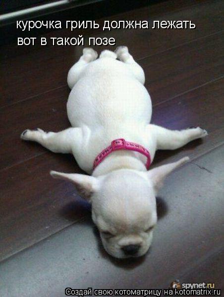курочка гриль должна лежать вот в такой позе... Котоматрица: курочка гриль должна лежать вот в такой позе