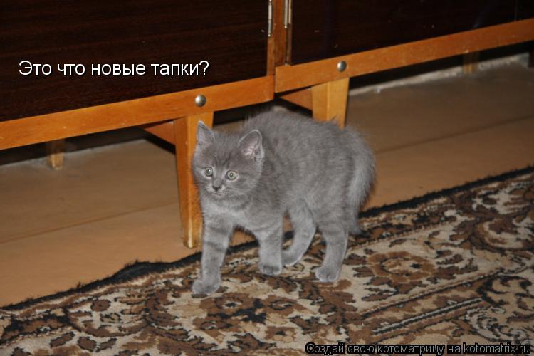 Это что новые тапки?... Котоматрица: Это что новые тапки?