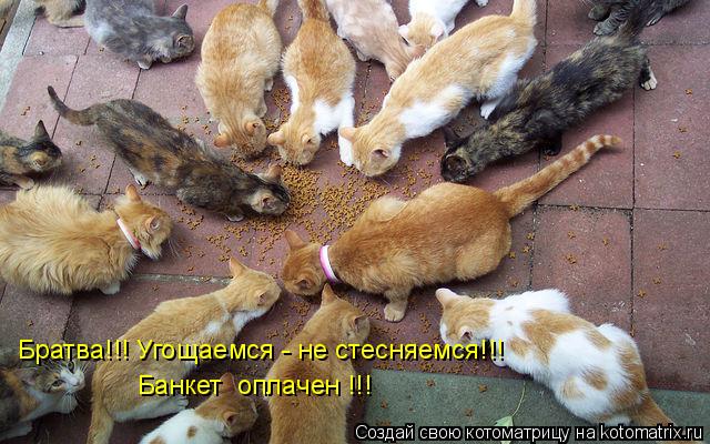 Котоматрица: Братва!!! Угощаемся - не стесняемся!!!  Банкет  оплачен !!!