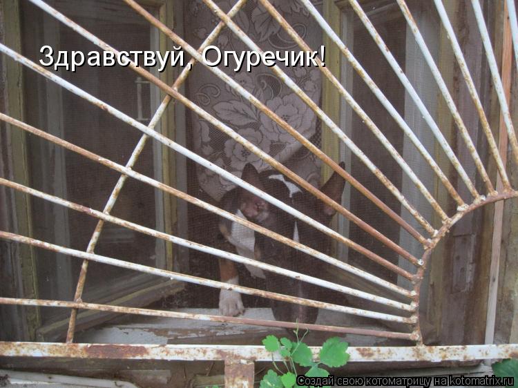 Здравствуй, Огуречик!... Котоматрица: Здравствуй, Огуречик!