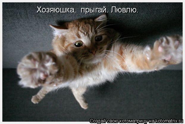 Хозяюшка, прыгай. Лювлю.... Котоматрица: Хозяюшка, прыгай. Лювлю.