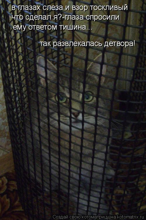 в глазах слеза и взор тоскливый что сделал я?-глаза спросили ему ответом тишина... так развлекалась д... Котоматрица: в глазах слеза и взор тоскливый что сделал я?-глаза спросили ему ответом тишина... так развлекалась детвора!