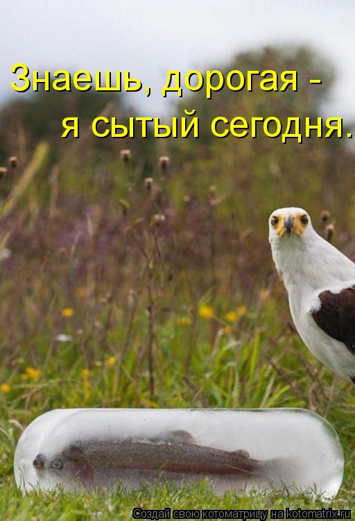 Знаешь, дорогая - я сытый сегодня.... Котоматрица: Знаешь, дорогая - я сытый сегодня.
