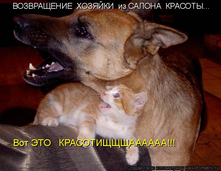 ВОЗВРАЩЕНИЕ ХОЗЯЙКИ из САЛОНА КРАСОТЫ... Вот ЭТО КРАСОТИЩЩЩАААААА!!!... Котоматрица: ВОЗВРАЩЕНИЕ ХОЗЯЙКИ из САЛОНА КРАСОТЫ... Вот ЭТО КРАСОТИЩЩЩАААААА!!!