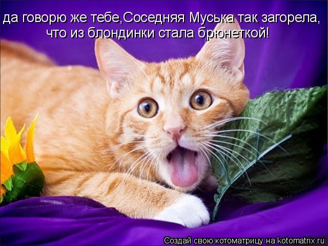 да говорю же тебе,Соседняя Муська так загорела, что из блондинки стала брюнеткой!... Котоматрица: да говорю же тебе,Соседняя Муська так загорела, что из блондинки стала брюнеткой!