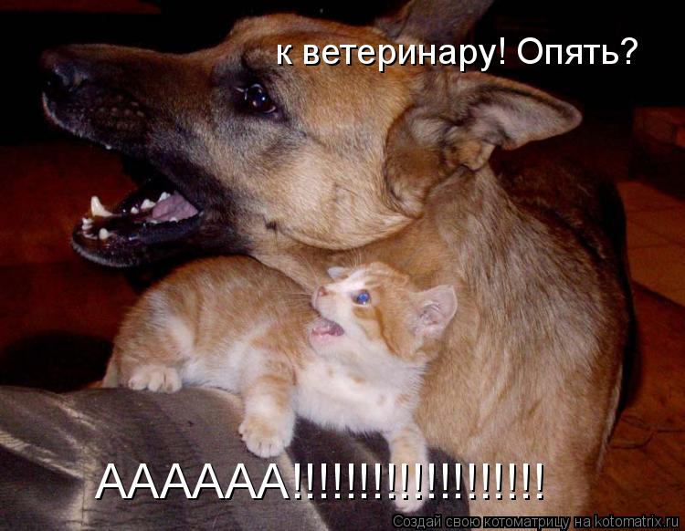 к ветеринару! Опять? АААААА!!!!!!!!!!!!!!!!!!!... Котоматрица: к ветеринару! Опять? АААААА!!!!!!!!!!!!!!!!!!!