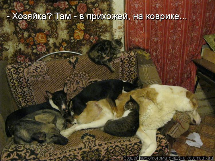 Котоматрица: - Хозяйка? Там - в прихожей, на коврике...