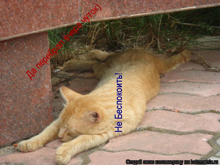 Котоматрица: Не Беспокоить! Не Беспокоить! Да перебрал вчера чуток)